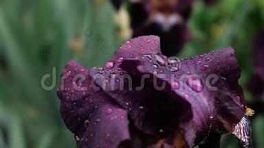 雨后深紫色勃艮第红<strong>鸢尾</strong>花上的水滴特写。 紫色<strong>鸢尾</strong>花湿花瓣，有